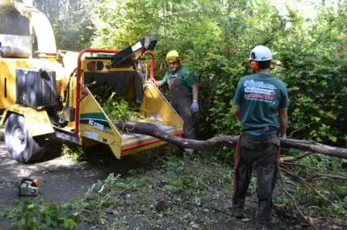 tree services Lahaina